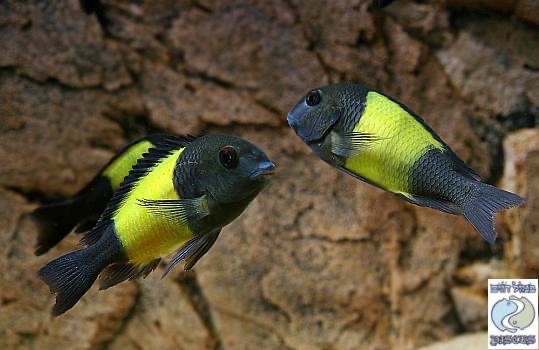 Tropheus sp. 'kaiser'